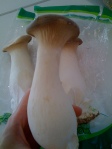 korean mushroom